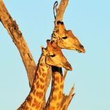 Afrika'da Safari'de Bir Gün