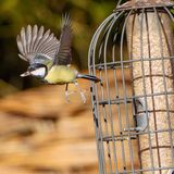 Sheringham Park - Birds Round The Feeder