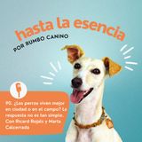 ¿Los perros viven mejor en ciudad o en el campo? La respuesta no es tan simple