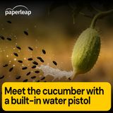 Meet the cucumber with a built-in water pistol