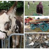 La Mostra Mercato “centra” il 13: nel grande parco Fiera del 1 Maggio tra natura e animali