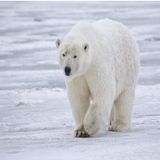 Casi un hecho la extinción de los osos polares