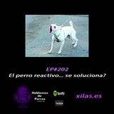 Episodio #202: El perro reactivo… se soluciona?