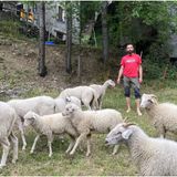Salvare dall’estinzione le pecore ciuta della Valtellina: il progetto di Tommaso