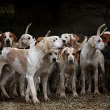 Nằm Mơ Thấy Đàn Chó: Bí Ẩn Đằng Sau Những Con Số
