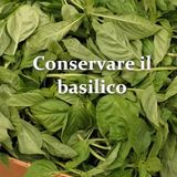 Come conservare il basilico: guida completa
