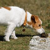 The Dangers of Your Dog Eating Its Own Poop.