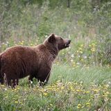 Shock in Abruzzo: uccisa a fucilate l’orsa Amarena
