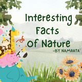 Interesting Facts about Animals