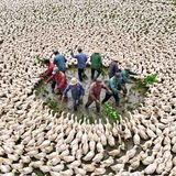 They Released Ducks Into Poisoned Rice Fields - The Results Shocked the World