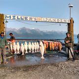 Justin Carpentar - Fishing Report From Alaska