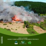 NUESTRO OXIGENO Arde el bosque - causas y consecuencias de los incendios forestales