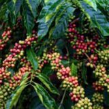 Café Conilon: safra recorde pressiona preços e exportações | BB Cast Agro – 25/02/2026