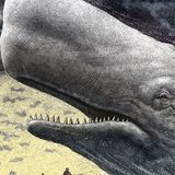 LA BIANCHEZZA DELLA BALENA