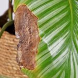 Episode 327 - Compensatory Photosynthesis