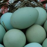 Lecce, galline che fanno le uova azzurre e color cacao «Sono naturali, nascono così»