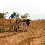Niger : des pratiques traditionnelles pour préserver l’agriculture (magazine)