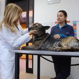 Giornata Nazionale della Prevenzione Veterinaria a Valenzano