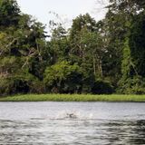 Ecología para todos: El sirulo, ¿monstruo de río?