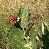Looking for Butterflies