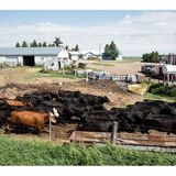 The Family Farm Lives on in North Dakota