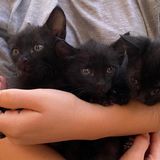 Gatti, l’Enpa in emergenza: “Aiutateci, rischiamo la chiusura. È la resa dei conti”