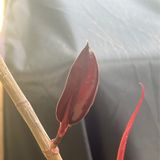 Episode 281 - How to Get Your Plant to Branch