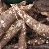 Manioc, environnement et patrimoine audiovisuel ( Niger sur Kalangou)