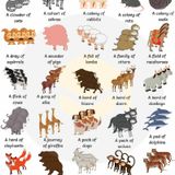 Lesson 87 - Collective nouns for animals in Lingala (Ba kombo ya lisanga pona ba nyama)