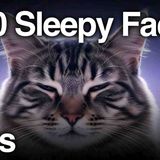 The Most Relaxing Facts About Cats to Fall Asleep To