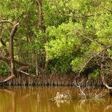 Le oscillazioni climatiche sono un pericolo per le mangrovie