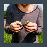 #162 Coltivare senza chimica: tecniche naturali per raccolti sani