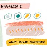 Types of Whey Protein: What the Supplement Industry Doesn't Want You to Know