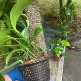 Episode 174 - Repotting Huge Plants (and watering/soil tips)