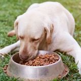 An Introduction to Probiotics and Your Dog’s Digestive System