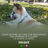 105 - Come gestire un cane che percepisce una femmina in calore? La storia di Argo.