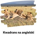 KNA: Lekcja 408 (grupy zwierząt)