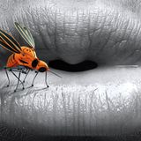 16CMA- Mosquitos, aves que se estrellan y otras curiosidades