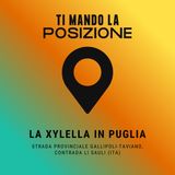 La Xylella in Puglia - Strada Provinciale Gallipoli-Taviano, Contrada Li Sauli (ITA)