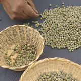 Recomendaciones para la producción y acondicionamiento de semilla de calidad de arveja