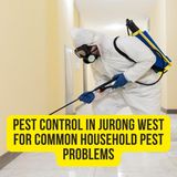 Pest Control in Jurong West for Common Household Pest Problems
