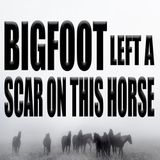 Bigfoot Scarred This Horse
