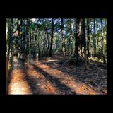 The Browny Gold Trails