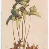 Show 312: Columbine and Jack in The pulpit