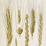 Show 287: Wheat and Other Grains, part 1