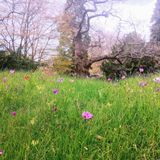 Insetti produzione e biodiversità convivono nell’agriwilding