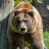 Descubren que los osos pardos  se comunican con señales visuales