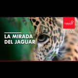 La mirada del jaguar