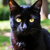 The House in Killackee