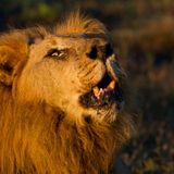 Naturaleza, cultura, lujo y mucho más: aún no lo sabes, pero este es el África que estás deseando descubrir